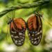 two similar butterflies hanging on a limb