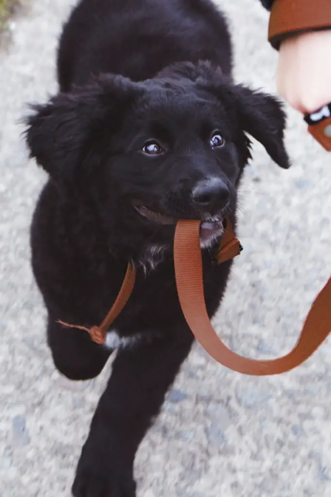 black dog with red leash in its mouth