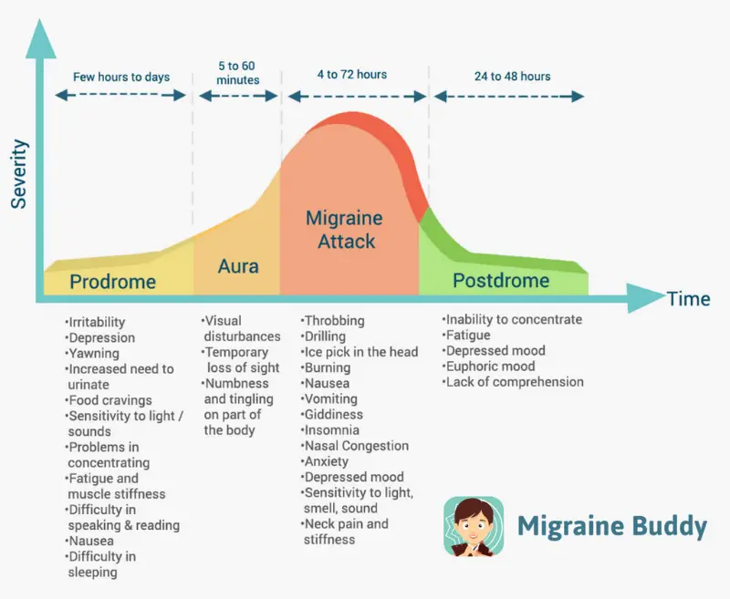 A chart showing the stages of migraine attacks including increased urination that may lead to needing more water to help migraines and headaches.