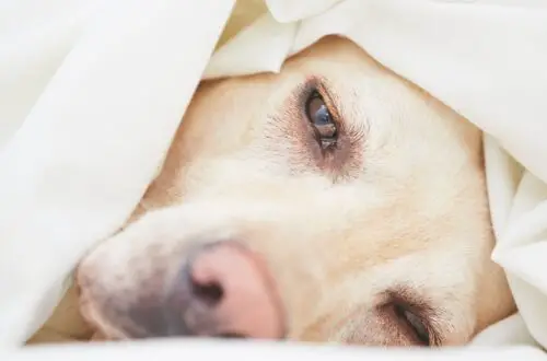 Dog looking sad under covers