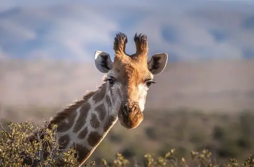 a giraffe representing a painful migraine stiff neck