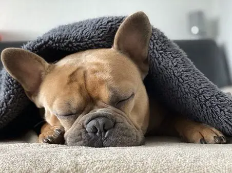 french bull dog sleeping under a blanket with migraine sleep disorders
