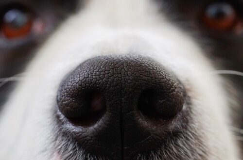 black dog nose surrounded by white fur sinus headache vs migraine
