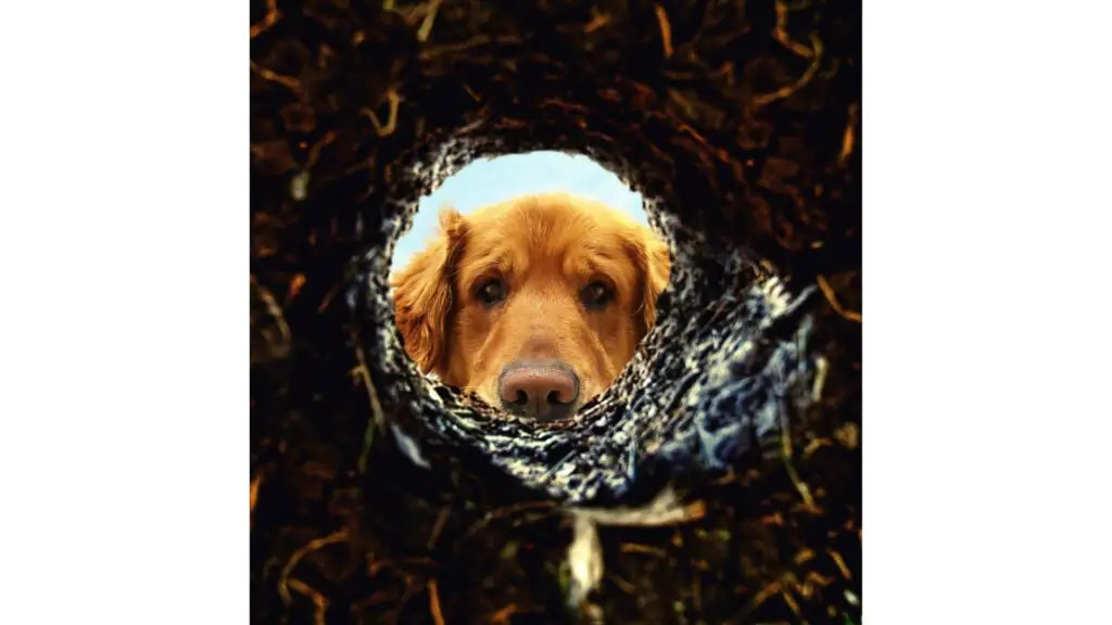 dog looking down rabbit hole to find root cause of migraine