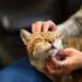 Migraine meditation activity of petting a cat