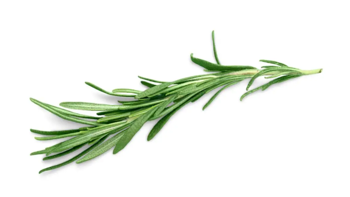 a sprig of rosemary for article about rosemary for migraine
