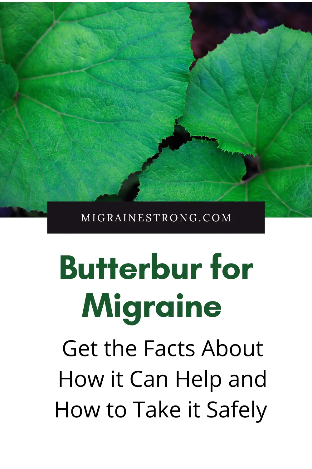 The Latest on Butterbur for Migraine- 5 Questions and Answers