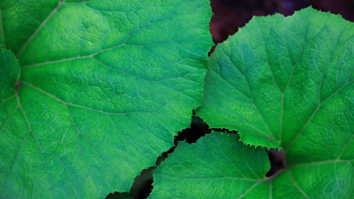 picture of butterbur leaves